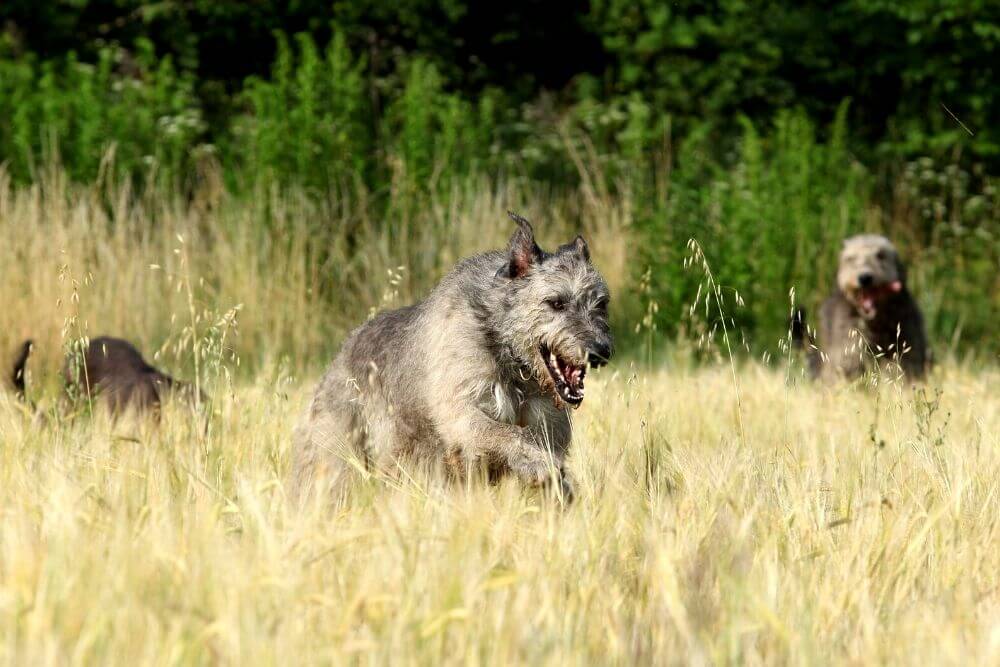 Ein Irischer Wolfshund in voller Fahrt auf einem Feld. 