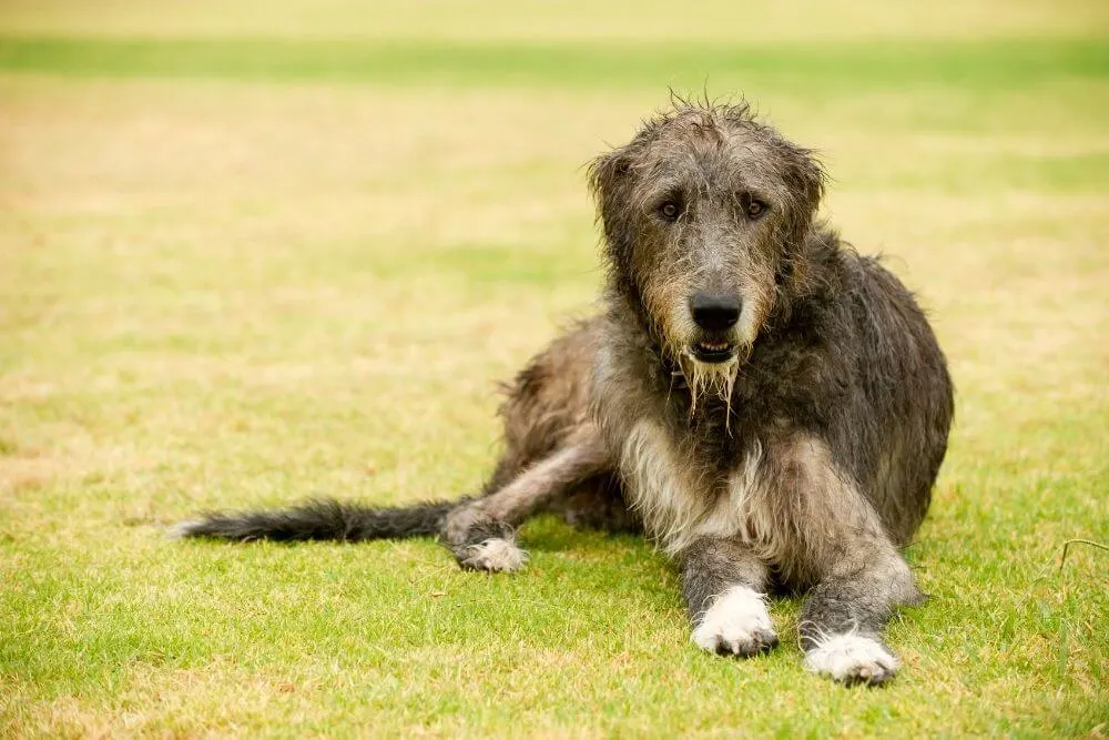 An Irish Wolfhound resting on grass. 