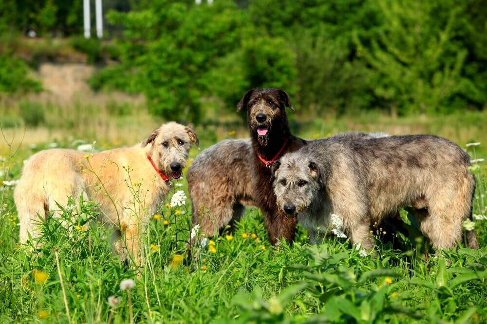 Verschiedenfarbiges Fell: Irish Wolfhound mit schwarzem, weizenfarbenem und grauem Fell. 