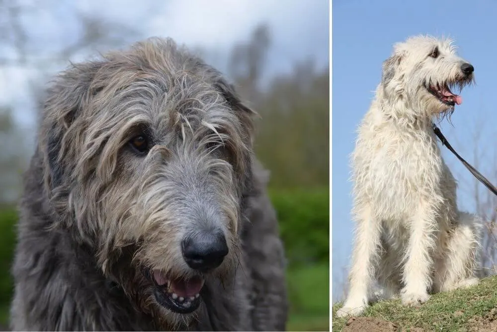 Irish Wolfhounds are generally very calm dogs. 
