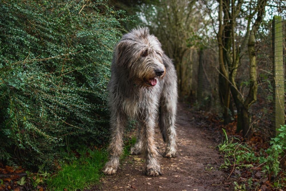 Irish Wolfhounds brauchen einen sicheren, eingezäunten Bereich, um sich zu bewegen.