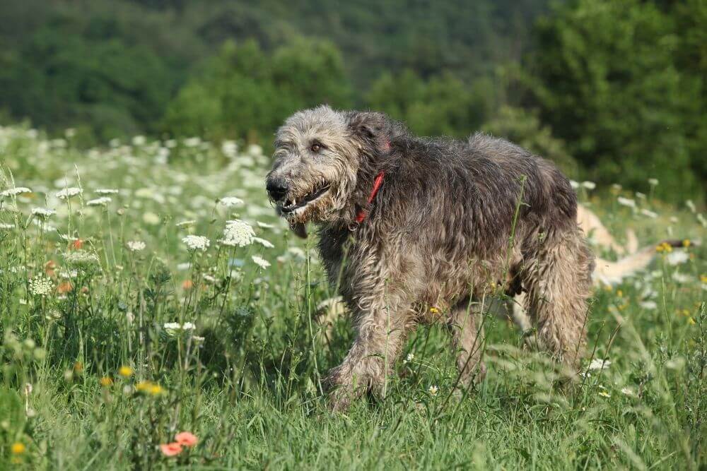 Irish Wolfhound in a flower meadow. 