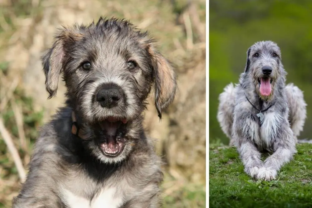 Yawning Irish Wolfhound puppy and relaxing adult. 