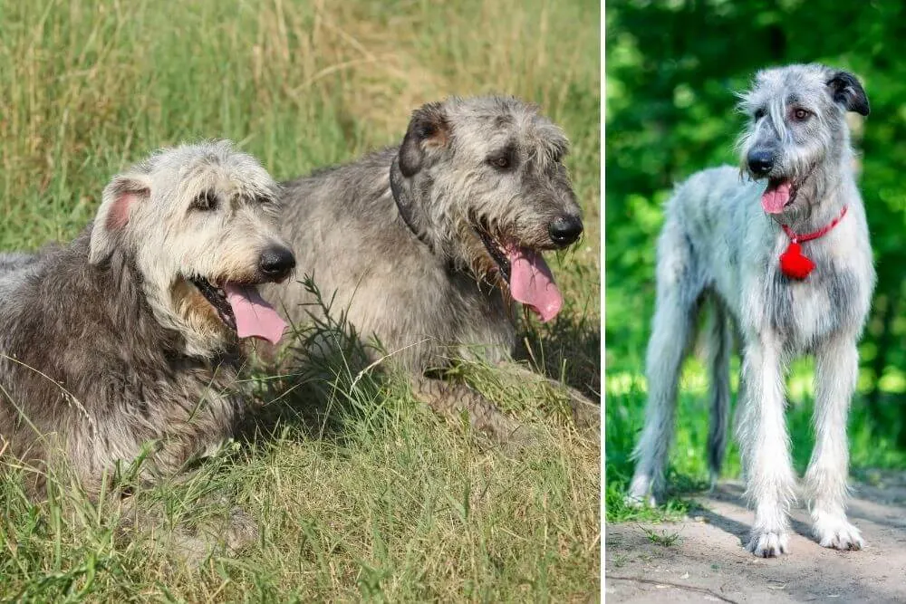Ein Paar ruhender Irish Wolfhounds und ein einzelner hellhaariger Irish Wolfhound. 