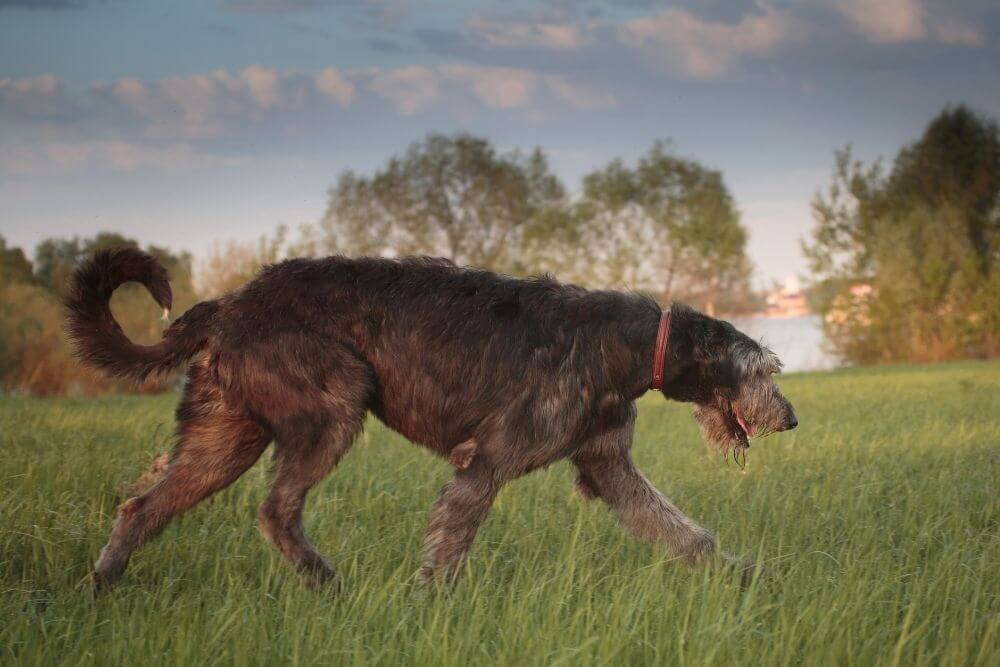 Irish Wolfhounds, die im Gras laufen 