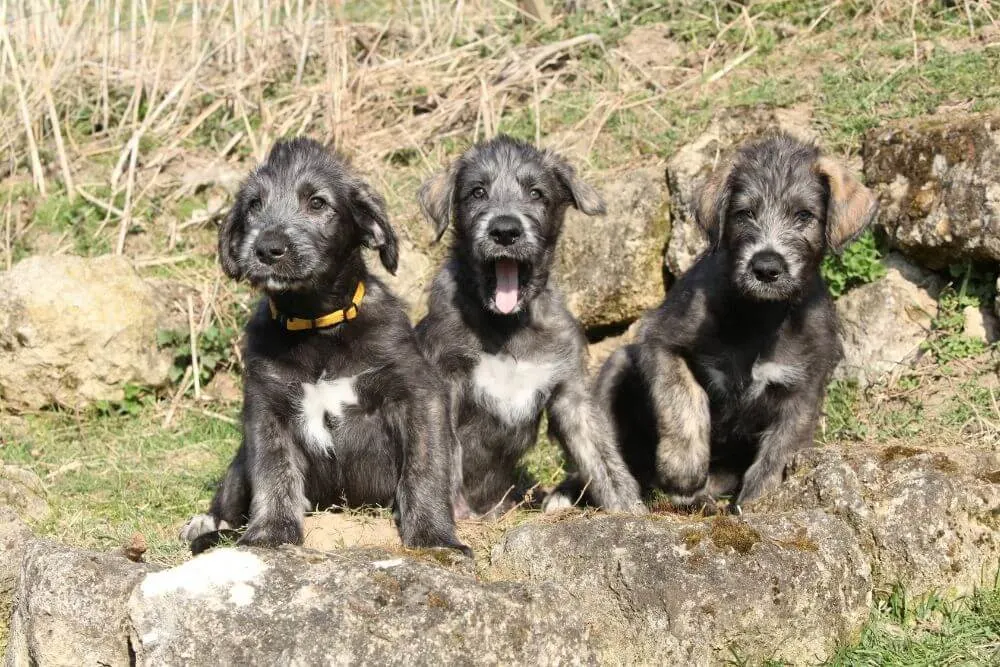 Irish Wolfhound Welpen sind in der Regel etwas schlaksig und unbeholfen, solange sie jung sind. 