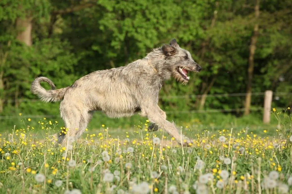 Irish Wolfhounds lieben große Freiflächen zum Herumlaufen. 
