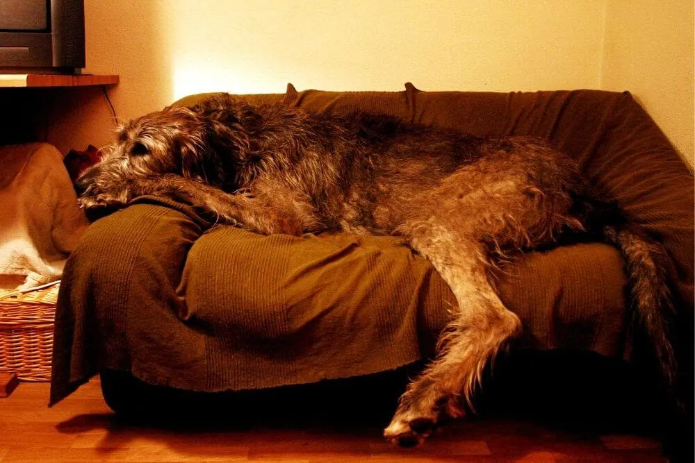 Ein Irischer Wolfshund, der ein ganzes Sofa einnimmt. 