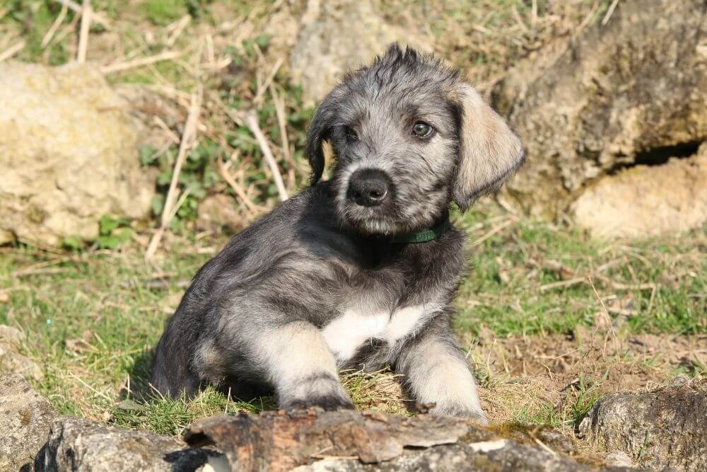 A single Irish Wolfhound puppy. 