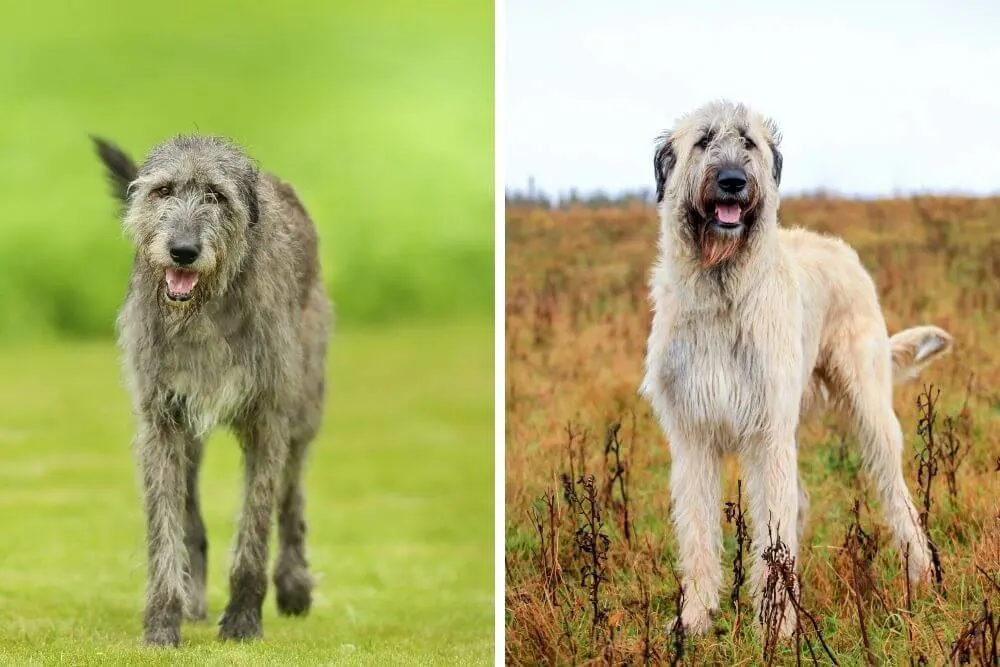 Irish Wolfhounds sind sehr groß und schlank und haben ein raues Fell.