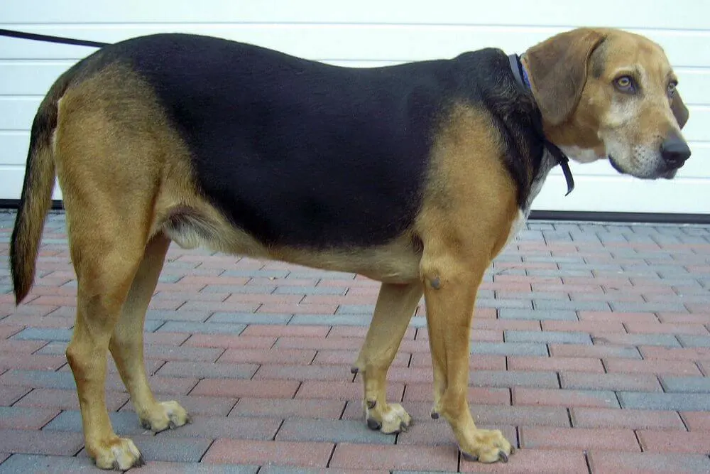 Kerry Beagle 