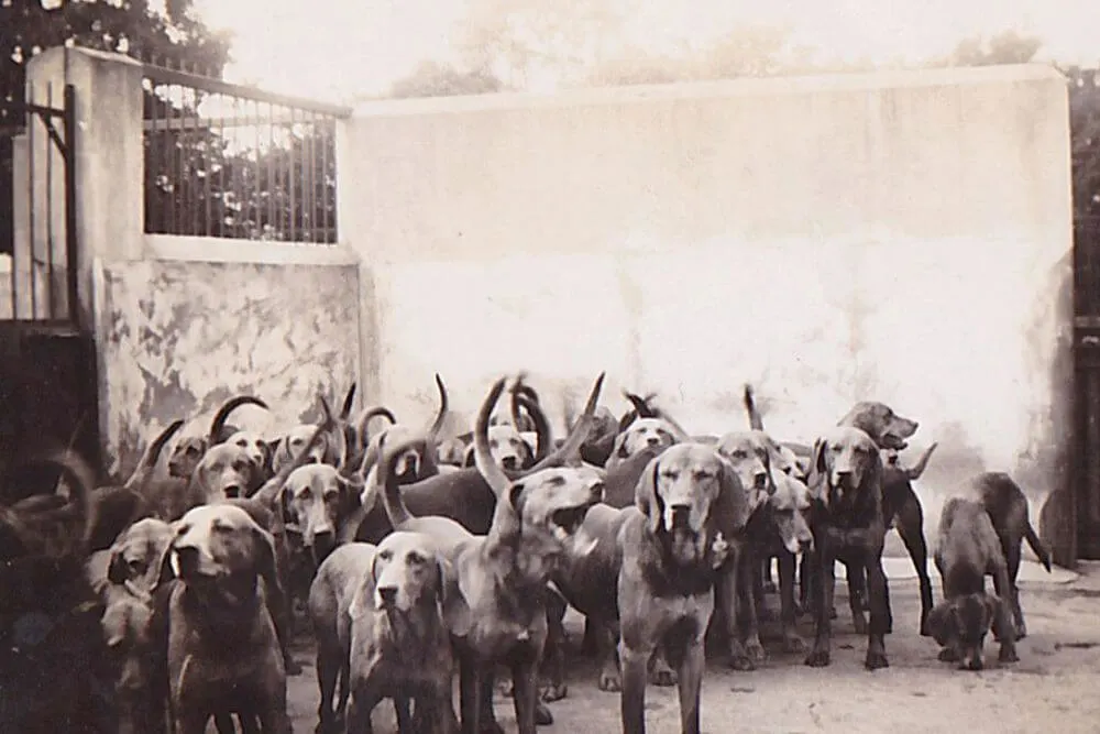 Image of the Scarteen Pack from 1930.
