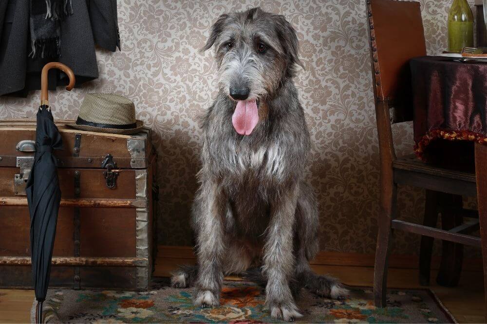 Irish Wolfhound eignen sich am besten für große Häuser, idealerweise mit nicht zu vielen Stufen. 