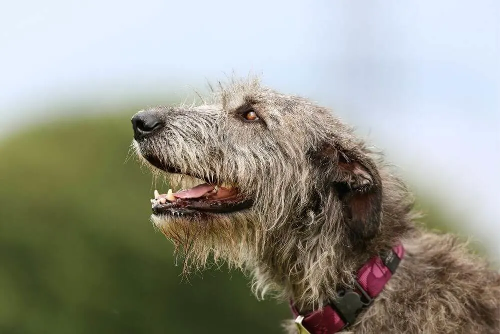 Loyal Irish Wolfhound