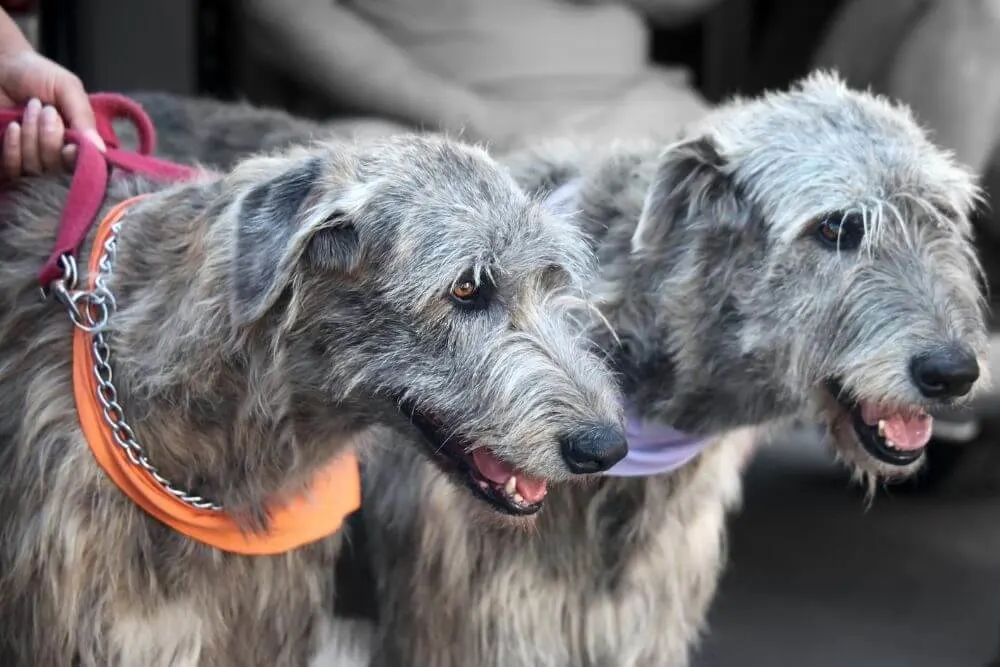 Two Irish Wolfhounds on leashes. 