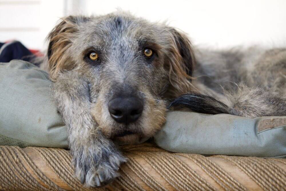 The serious stare of an Irish Wolfhound.