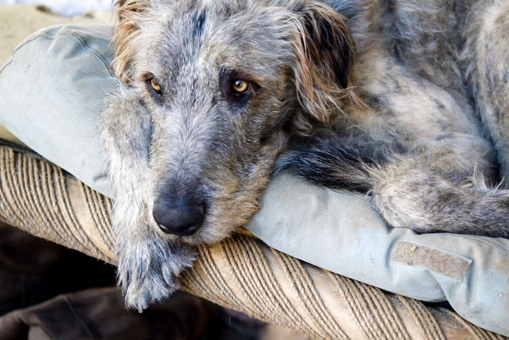Irish Wolfhounds sollten eine weiche Einstreu haben, um Schleimbeutelentzündungen vorzubeugen. 