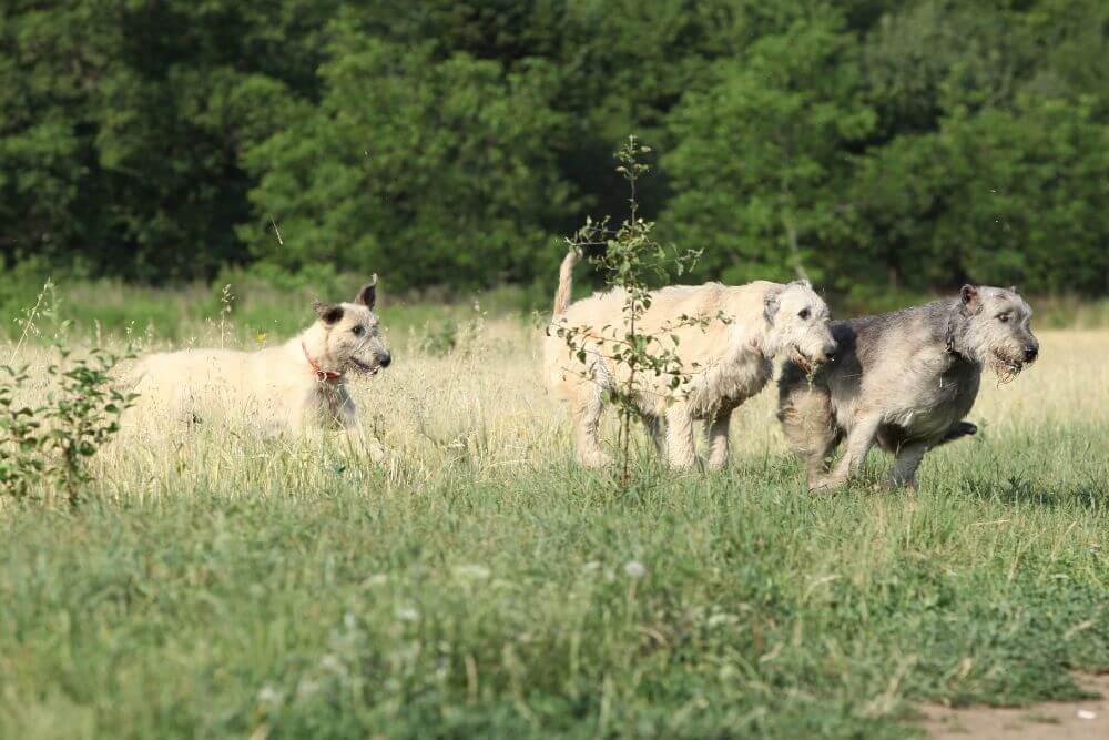 Irish Wolfhounds arbeiteten manchmal mit anderen Hunden zusammen, um ihre Beute zu erlegen. 
