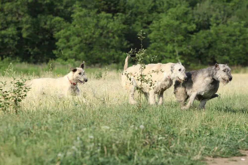 Irish Wolfhounds arbeiteten manchmal mit anderen Hunden zusammen, um ihre Beute zu erlegen. 