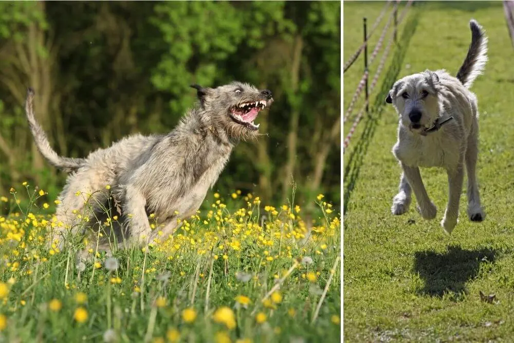 Irische Wolfshunde laufen mit voller Geschwindigkeit. 