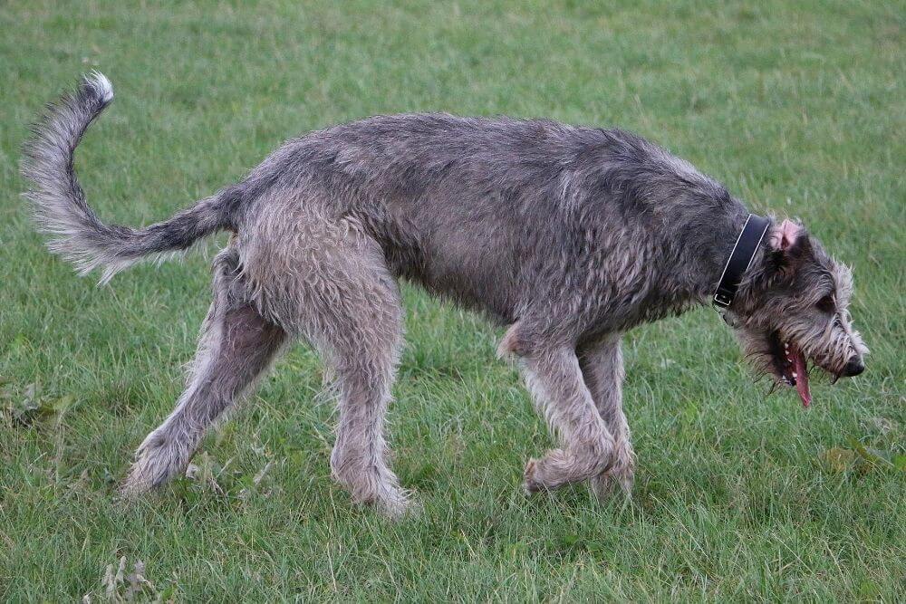 Irish Wolfhounds haben außergewöhnlich lange Beine und lange Schwänze. 