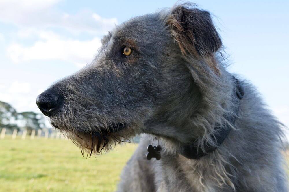 Portrait of an Irish Wolfhound