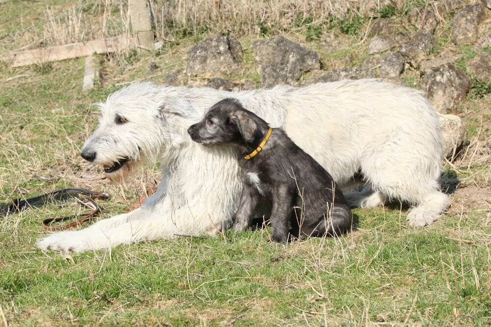 Mutter und Welpe Irischer Wolfshund schwarz und weiß 