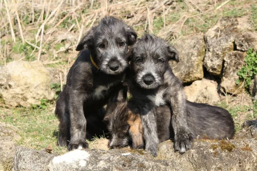 Schwarze Irish Wolfhound Welpen mit weißen Abzeichen. 