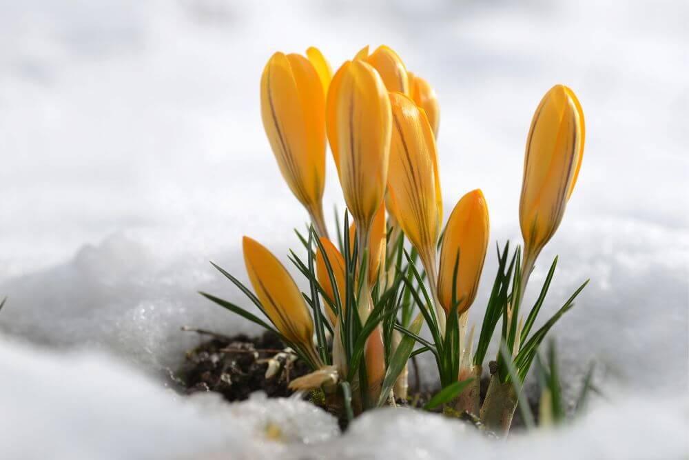 Early spring crocus flowers breaking through the snow 