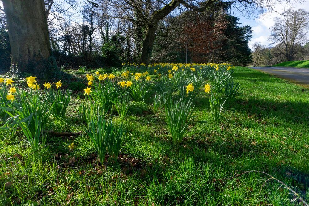 Daffodils in Dublin 