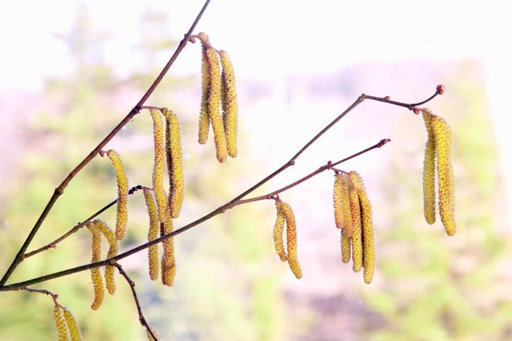 Haselkätzchen sind eines der ersten Anzeichen des Frühlings und sind in den kahlen Bäumen leicht zu erkennen. 