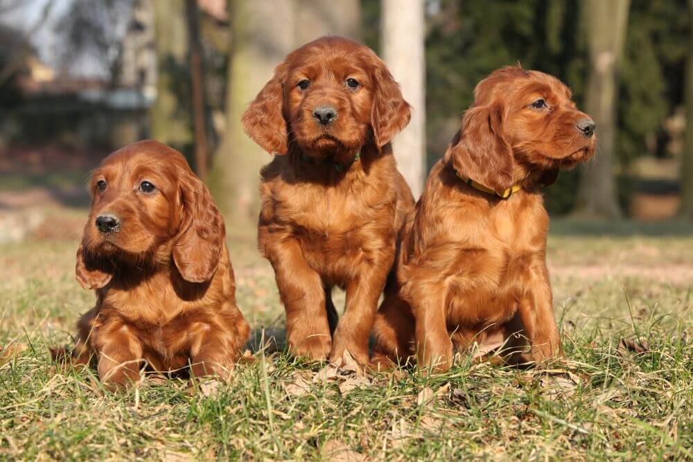 Three young Irish Setter puppies. 