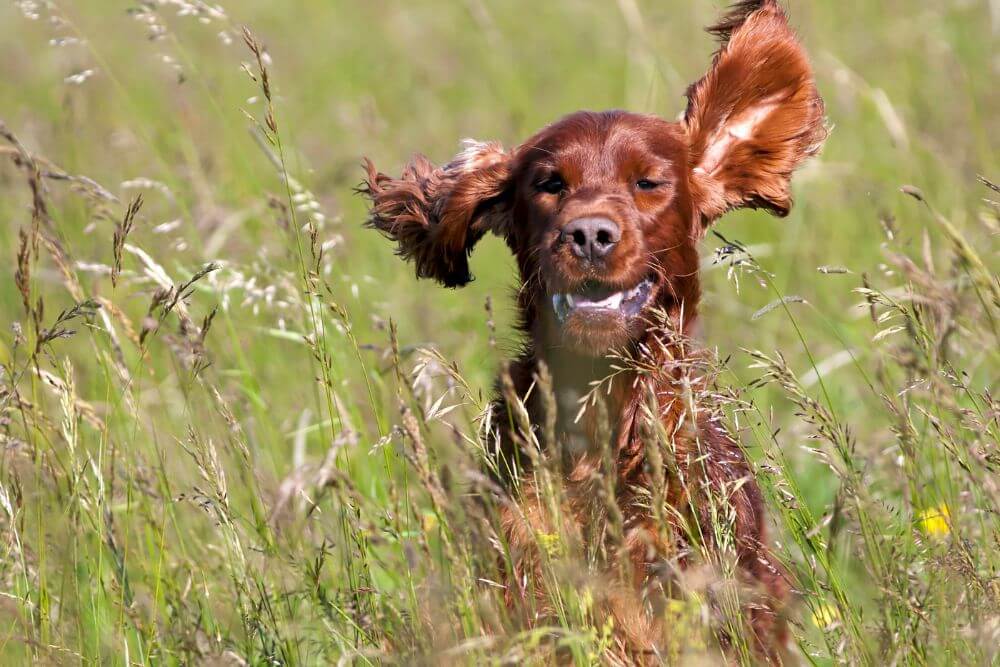The ears of an Irish Setter need to be regularly checked. 