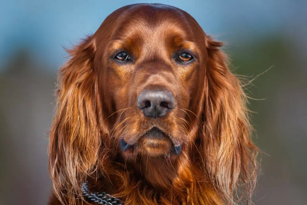 Portrait of an Irish Setter dog.