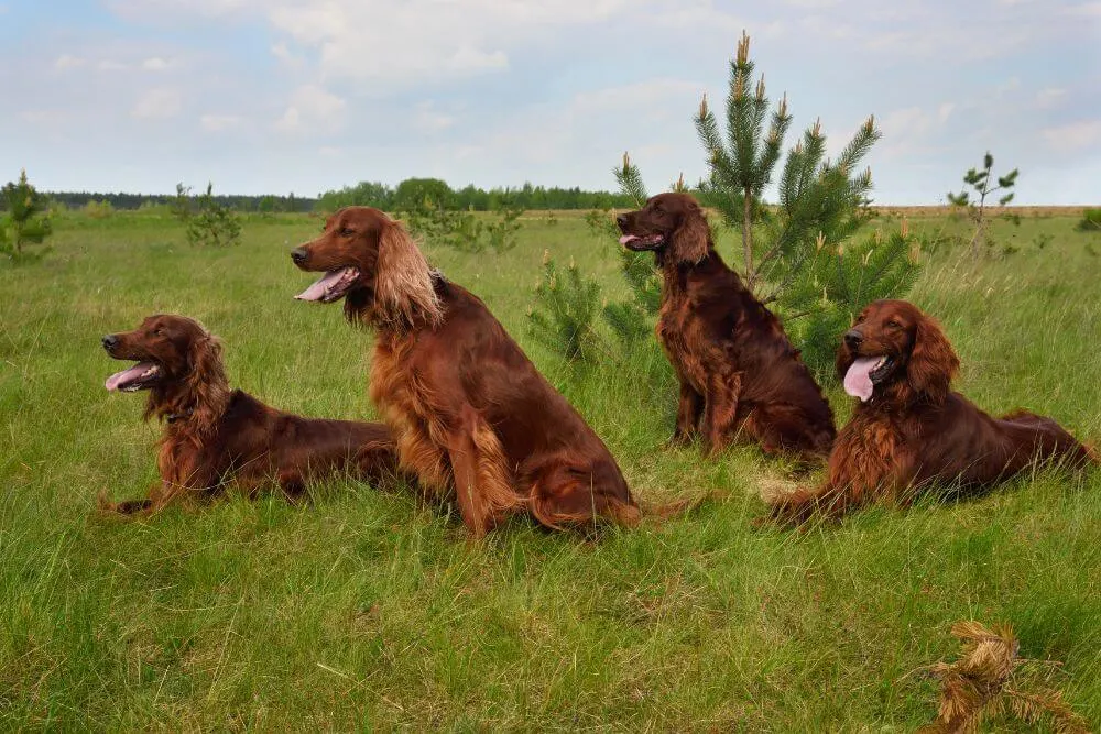 Vier irische Setter entspannen sich auf einem Feld. (Foto: eAlisa via Canva)