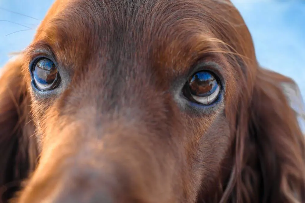 The brown eyes of an Irish Setter. 