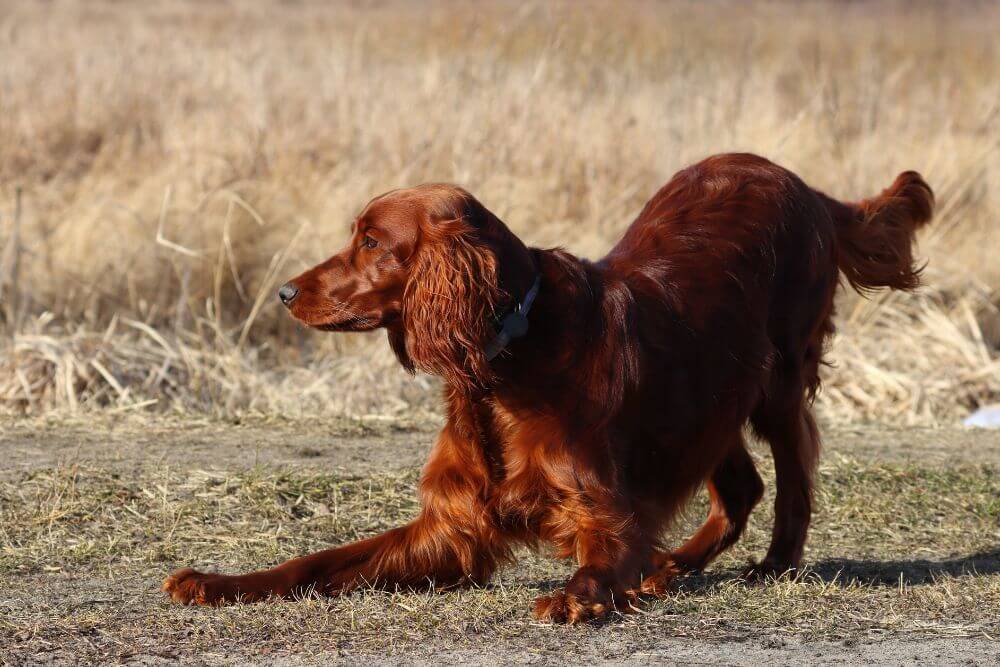 Irish Setters are known for their high levels of energy.