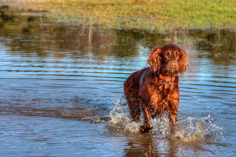 Irish Setter wading in water. 