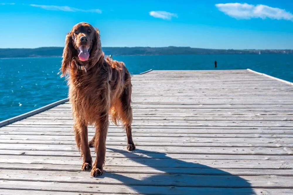 Irish Setter enjoy being outdoors and active. 