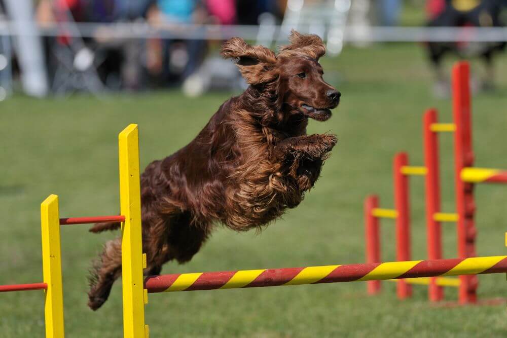 Irish Setter competing at an agility trial. 