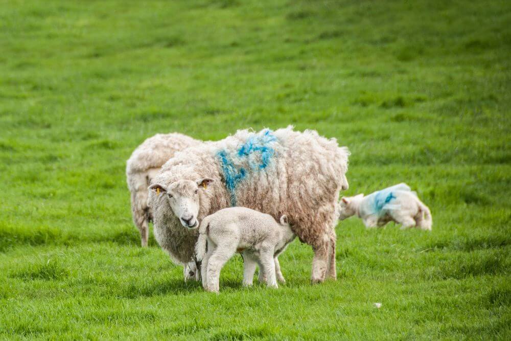 A nursing lamb (Photo: gollykim via Canva)