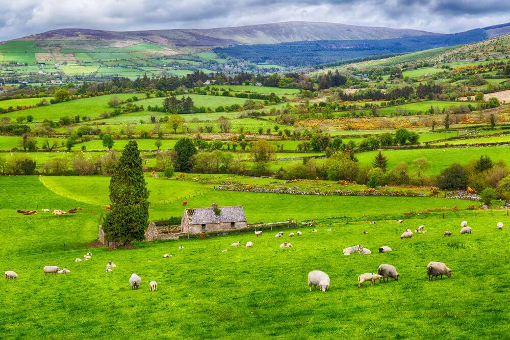 Schafe und Lämmer sind im Frühling ein alltäglicher Anblick auf dem Land. 
