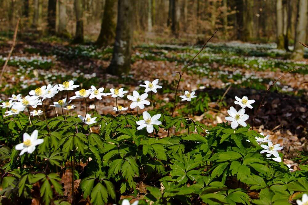 Wood Anemone is one of the first flowering plants of the year in Ireland. 