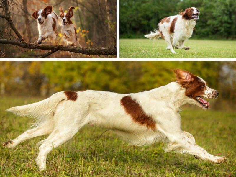 Active Irish Red and White Setter dogs  jumping over a log in a forest and two images of dogs running on grass.