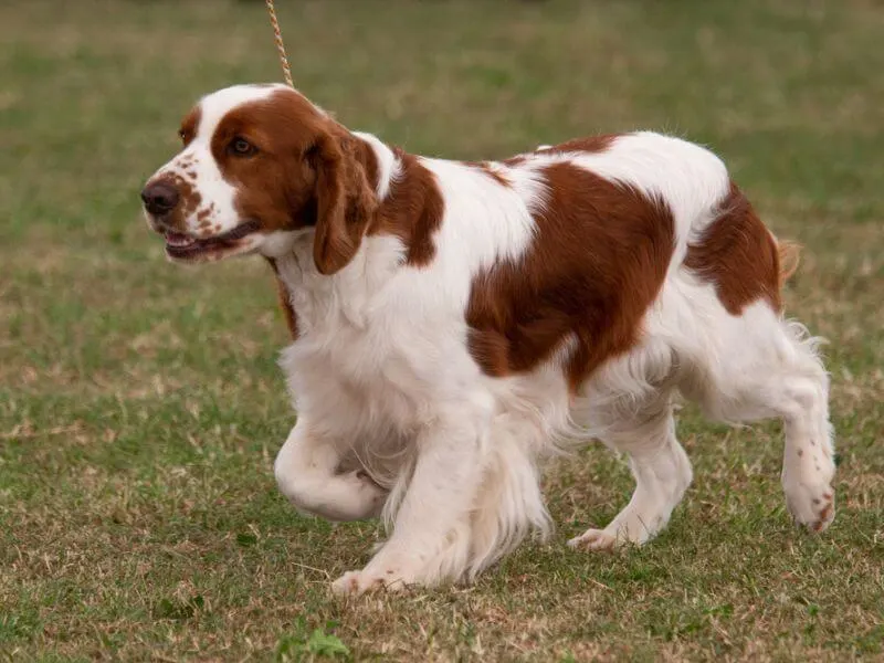 Crouching Irish Red and White Setter on a leash. 