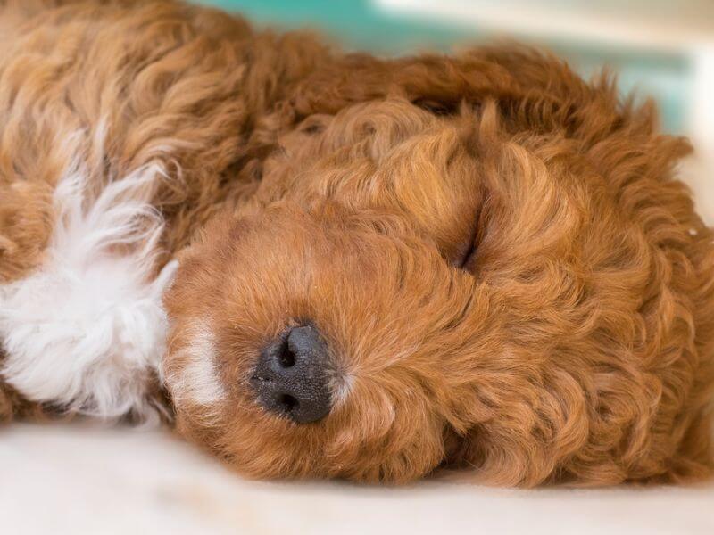 A sleeping Irish Doodle puppy. 