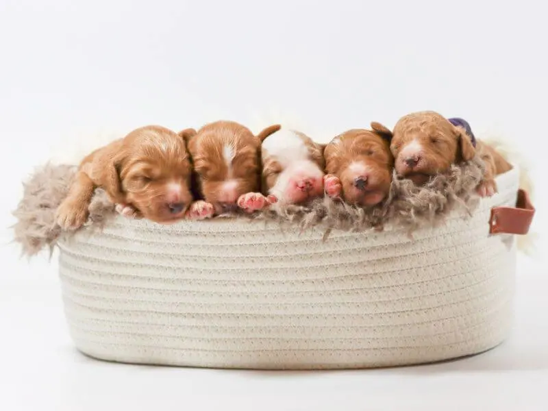 Five tiny Irish Doodle puppies in a basket. 