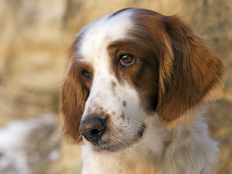 A female Irish Red and White Setter with a thoughful expression.