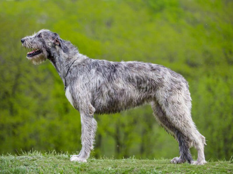 A portrait of a magestic Irish Wolfhound. 