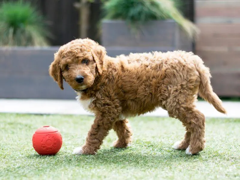 An Irish Doodle puppy with a ball. 